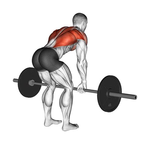 May 3, 2022 · Raise your torso slightly to raise the weight off the floor. Move at the elbow and shoulder to row the bar to the top of your ribcage. Aim to 'break' the bar against your chest, pausing in the top ... 